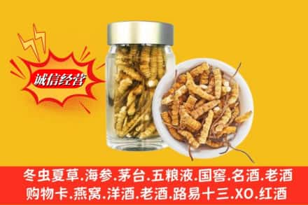 凉山美姑县回收散虫草