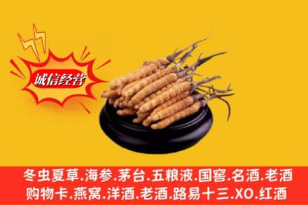 凉山美姑县求购回收虫草多少钱每克